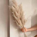 بامبوس ناعم مجفف