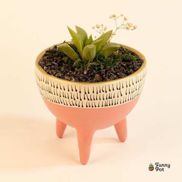 صبار في بوت ملون