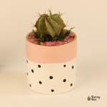 صبار في بوت ملون