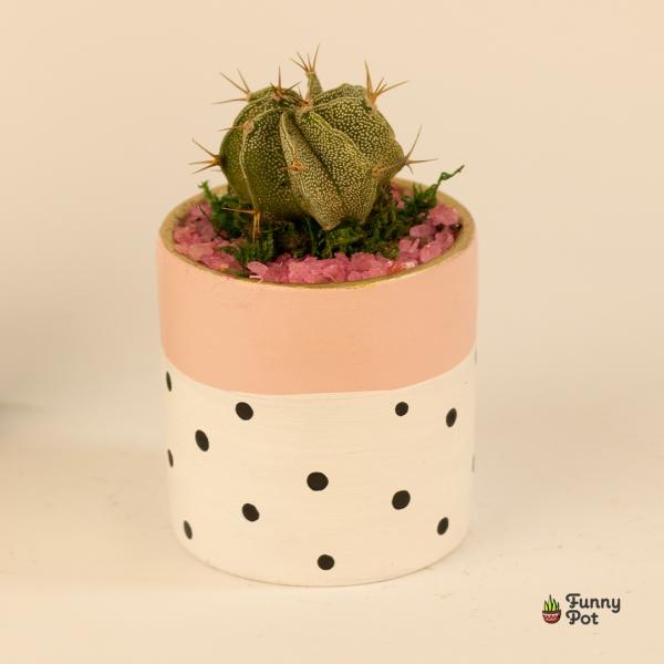 صبار في بوت ملون