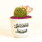 صبار في بوت ملون