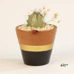 صبار في بوت ملون