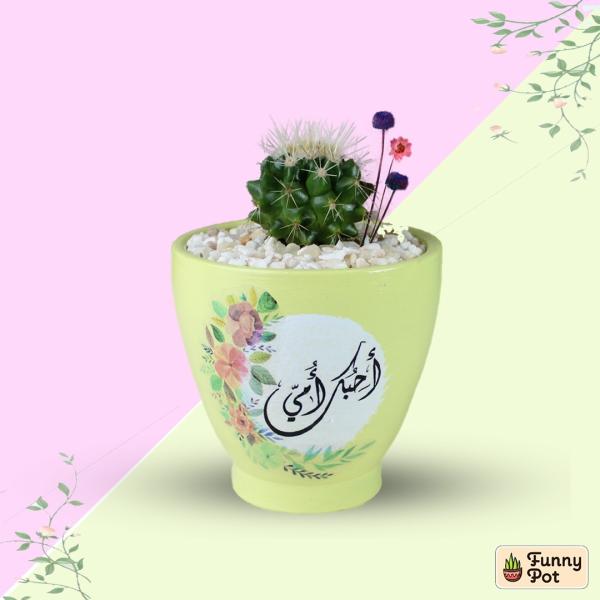 صبار في بوت ملون