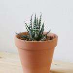 صبار في بوت فخار