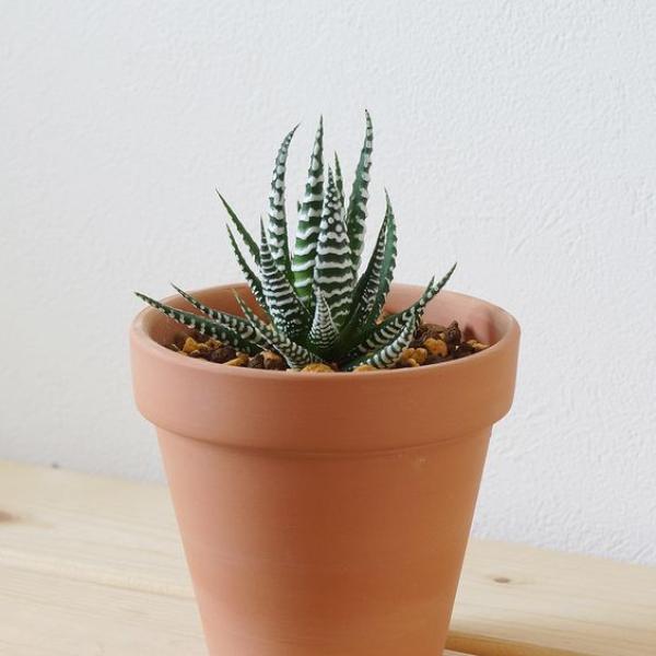 صبار في بوت فخار