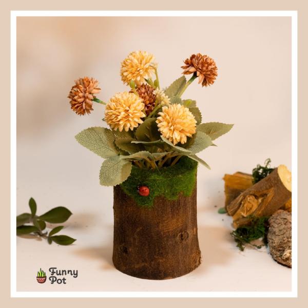 بوت جزع شجر طبيعي