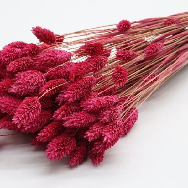 فلارس مجففه