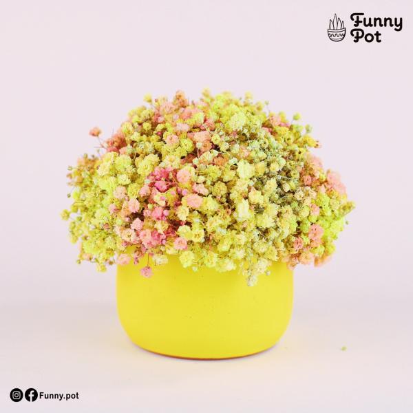 بوت بيبي فلاور