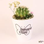 صبار في بوت بلوجو شركه