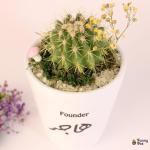 صبار في بوت بلوجو شركه