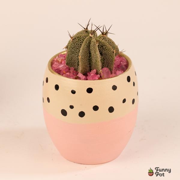 صبار في بوت ملون