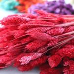 فلارس مجففه