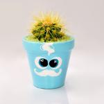 صبار في بوت ملون