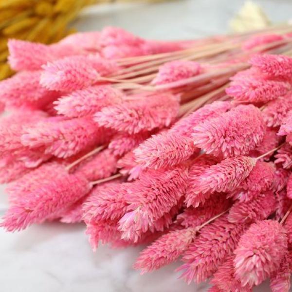 فلارس مجففه