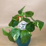 بوت بالبوتس الطبيعي