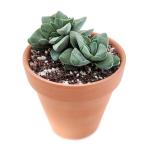 صبار في بوت فخار