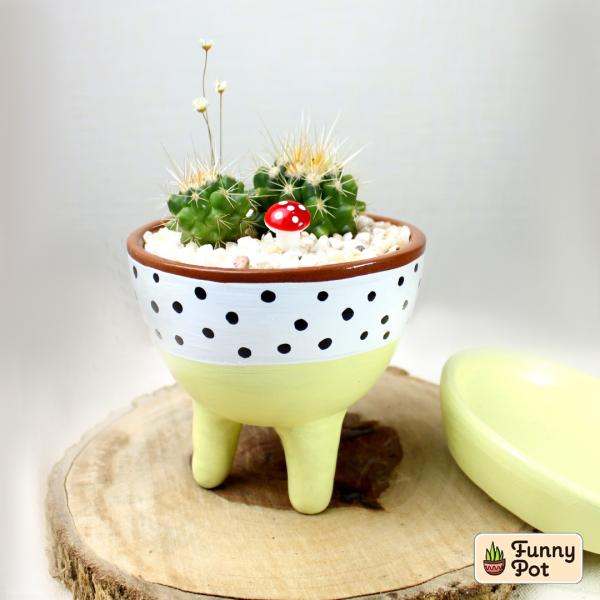 صبار في بوت ملون