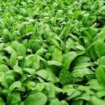 بذور سبانخ
