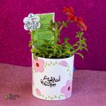 بوت بنبات البتونيا الطبيعي