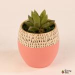 صبار في بوت ملون