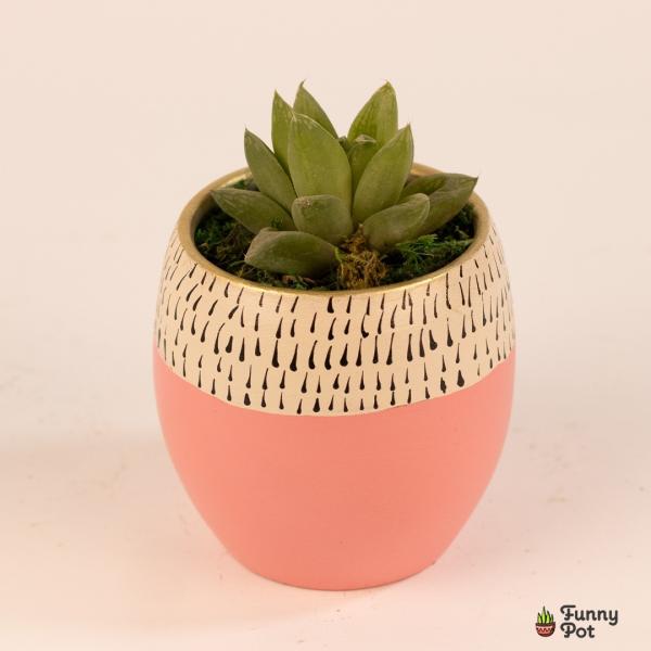 صبار في بوت ملون