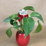 بوت بالبوتس الطبيعي