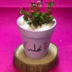 صبار في بوت ملون