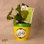 بوت بالبوتس الطبيعي