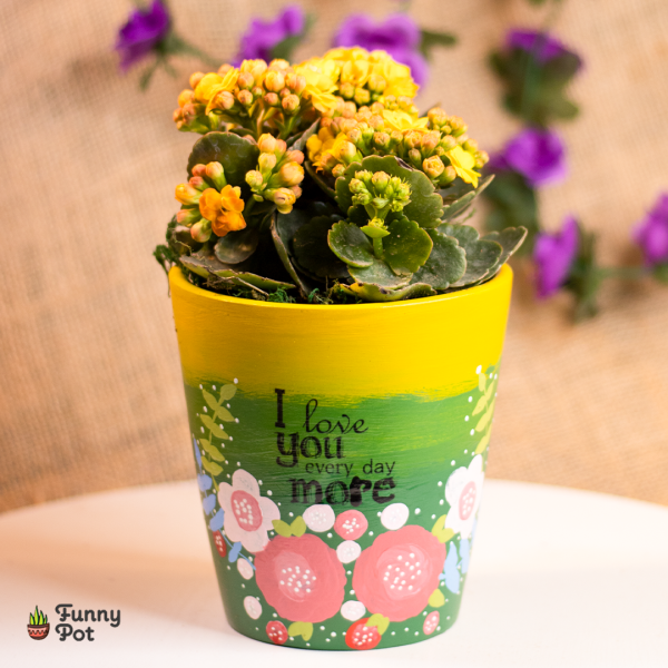 بوت بنبات الكلانشو