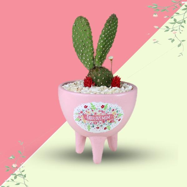 صبار في بوت ملون