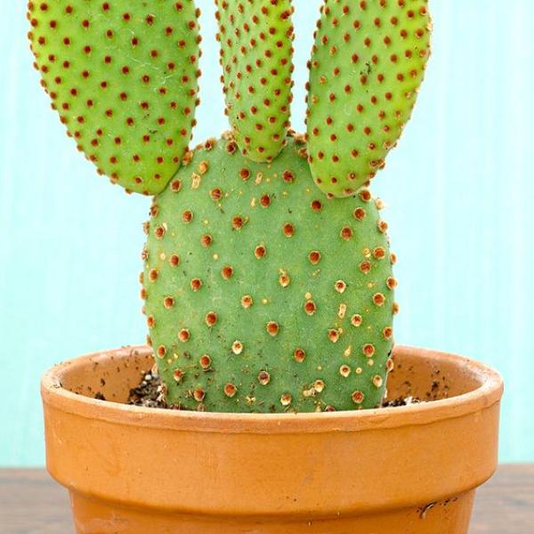 صبار في بوت فخار