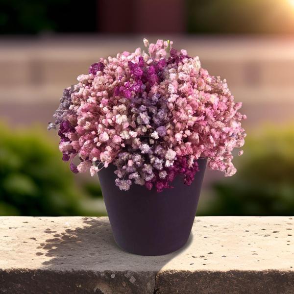 بوت بيبي فلاور