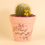 صبار في بوت ملون