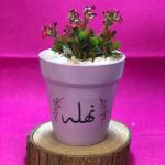 صبار في بوت ملون