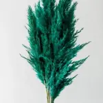 بامبوس مجفف