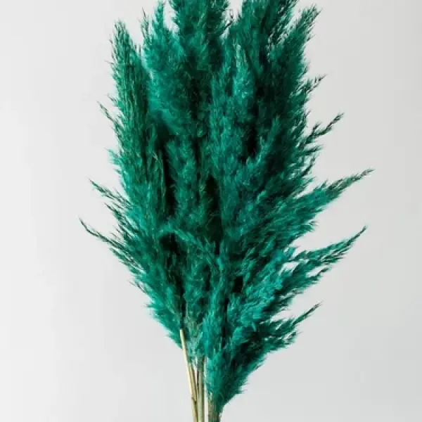 بامبوس مجفف