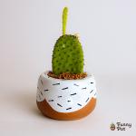 صبار في بوت ملون