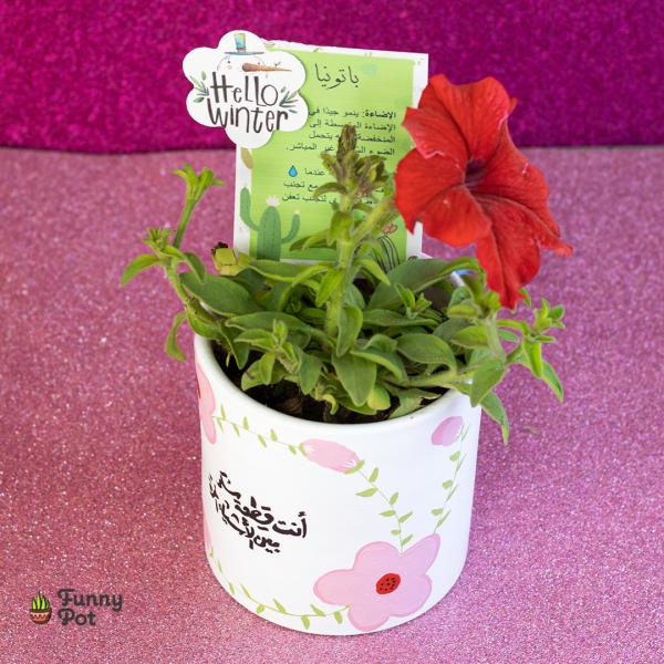 بوت بنبات البتونيا الطبيعي