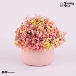 بوت بيبي فلاور