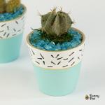 صبار في بوت ملون