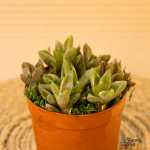 هوراثيا عصاريه