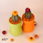 بوت بالصبار الطبيعي