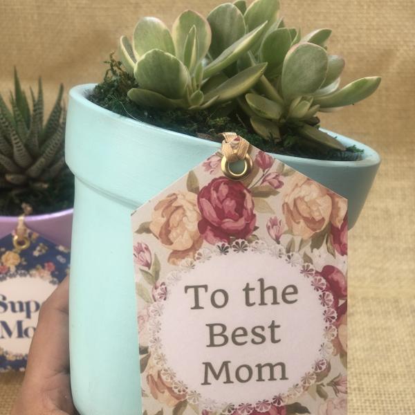 صبار في بوت ملون