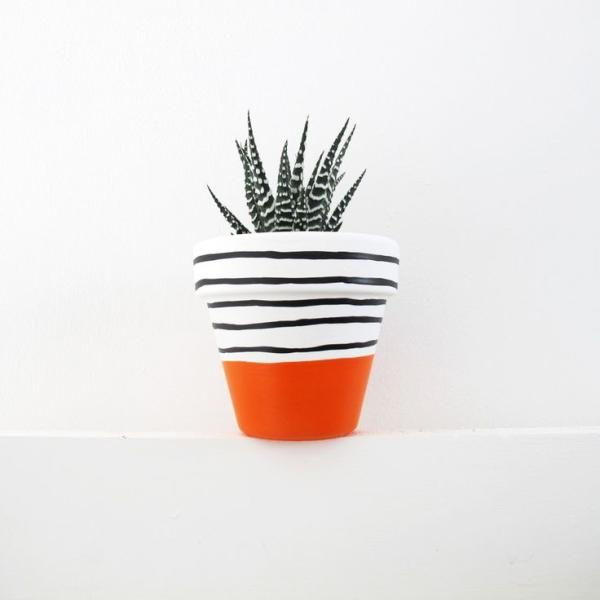 صبار في بوت ملون