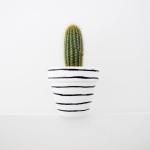 صبار في بوت ملون