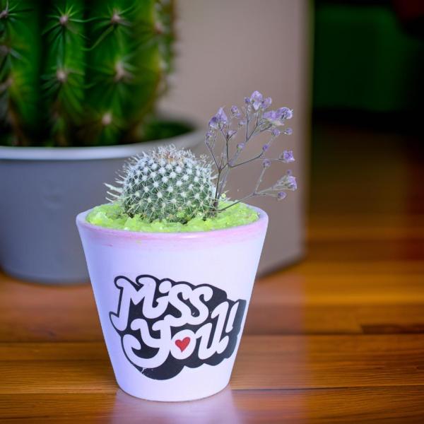 صبار في بوت ملون