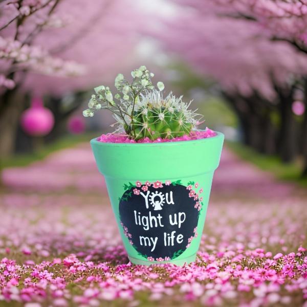 صبار طبيعي في بوت ملون