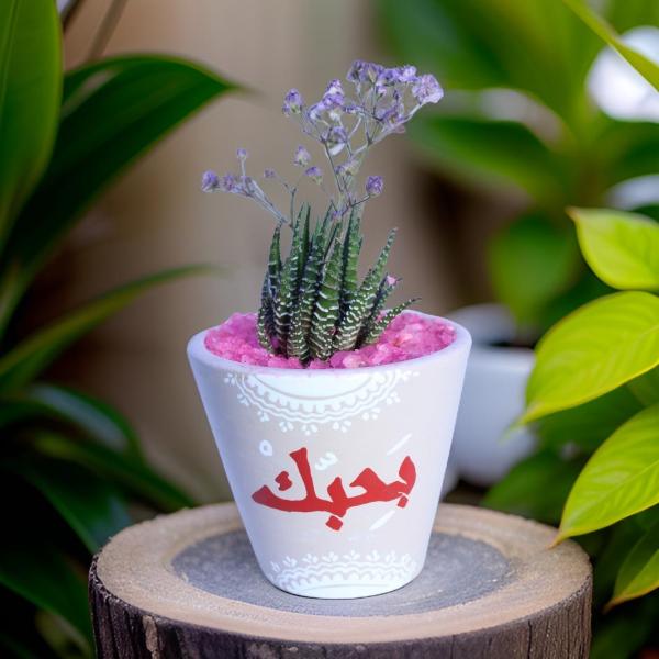 صبار في بوت ملون