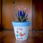 صبار في بوت ملون