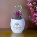 صبار في بوت ملون